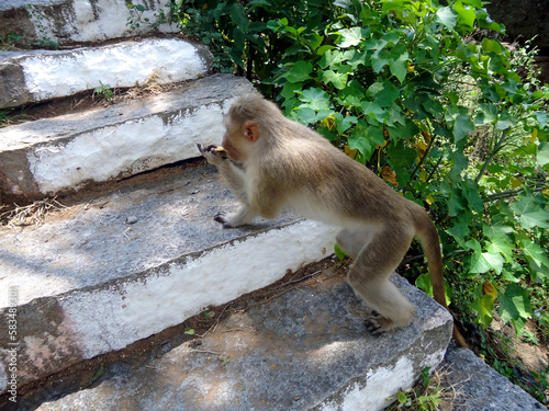 Canvas Print A side view of a bonnet macaque climbing stone steps in a rural setting, eating chips from its hands