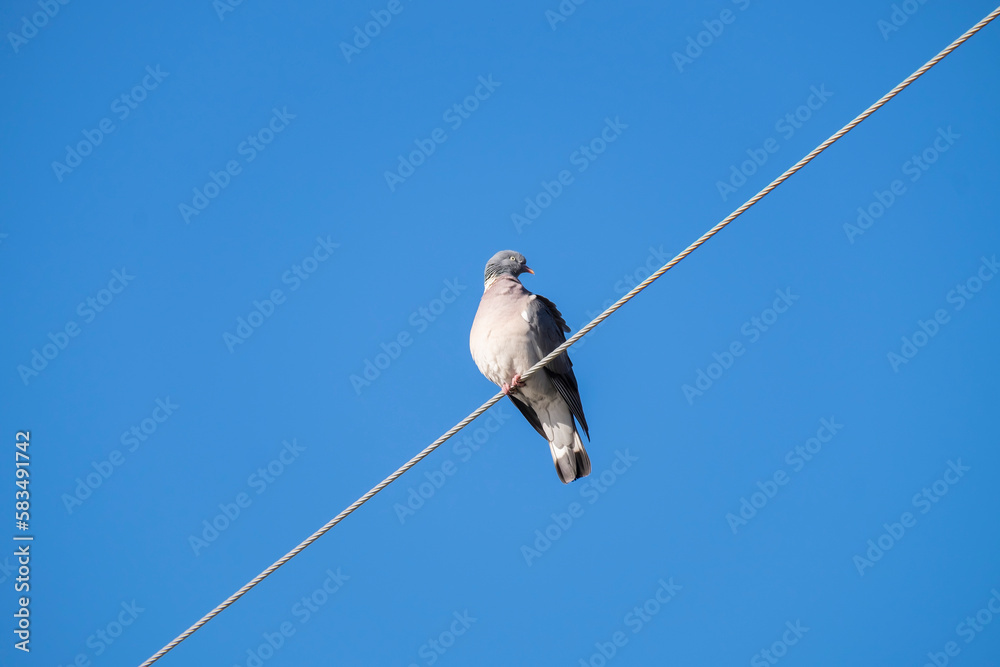 A ringdove perched on electrical wire with a cloudless blue sky background. A ringdove perched on electrical wire with a cloudless blue sky background.