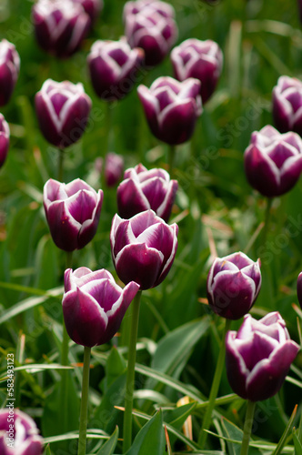 Tulip purple with white variety Sinayeda Blue. Tulip Park Keukenhof Netherlands.