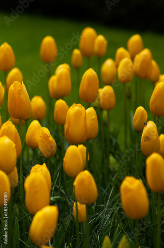 Spring blossoming yellow tulips Roi Du Midi. Flower background, pastel and soft floral card, selective focus