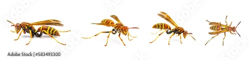 Hunters Little Paper Wasp - Polistes dorsalis dorsalis - 4 different views with extreme detail.  Isolated on white background photo