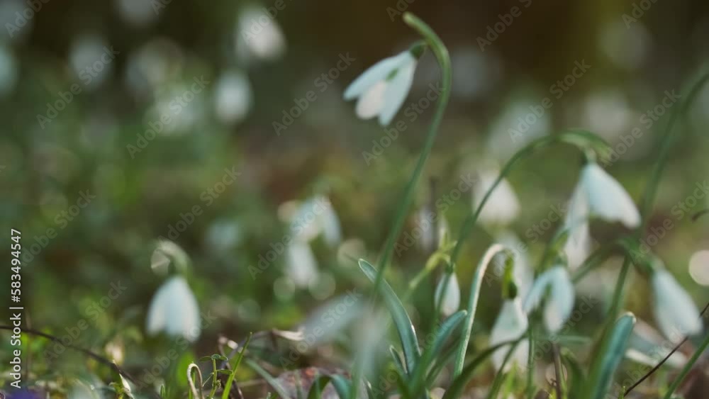 First beautiful snowdrops in spring forest. Galanthus nivalis blooming, rack focus, 4k First beautiful snowdrops in spring forest. Galanthus nivalis blooming, rack focus, 4k