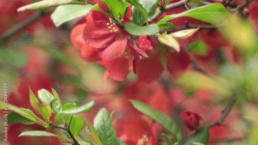 Japanese quince or Chaenomeles japonica tree in spring. Flowering orange buds. Japanese quince or Chaenomeles japonica tree in spring. Flowering orange buds.
