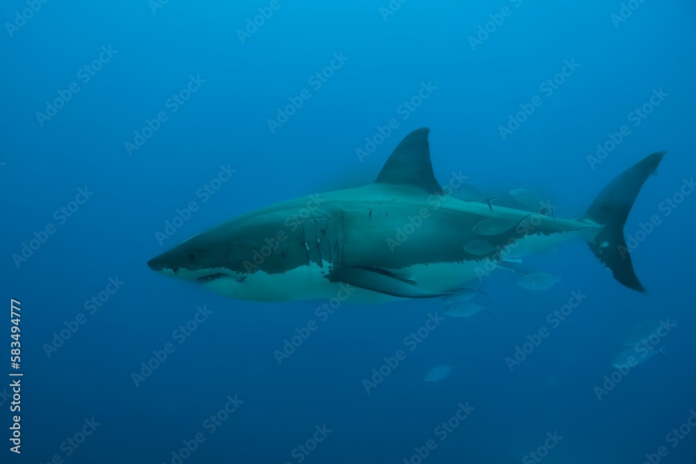 Great white shark (Carcharodon carcharias) at Neptune Islands in South Australia. Improved edit.