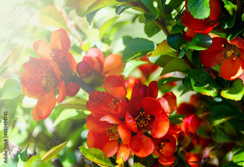 Chinese quince blooms in spring in the park, beautiful carmine red flowers