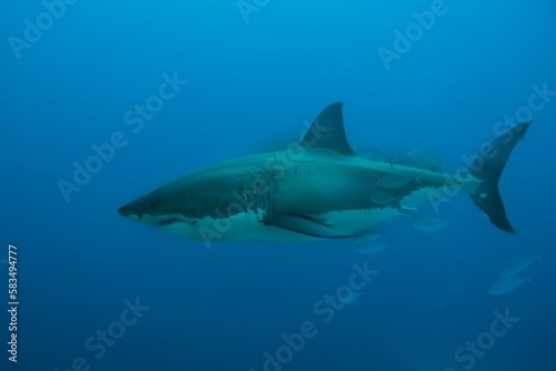 Great white shark (Carcharodon carcharias) at Neptune Islands in South Australia. Improved edit. © Janos