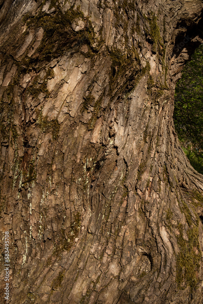 Tree bark close up natural texture background Tree bark close up natural texture background