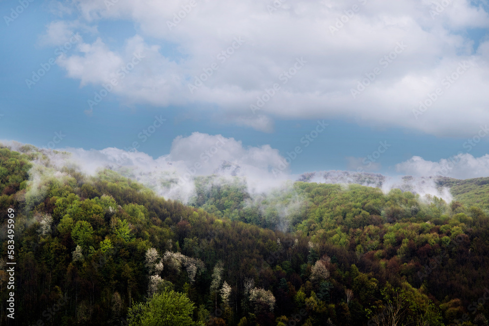 Spring landscape in a mountainous area and forest on a cloudy day.