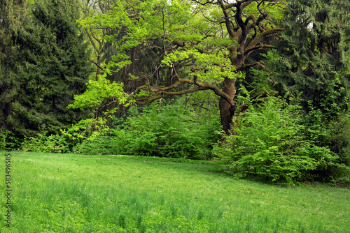 Fototapeta Naklejka Na Ścianę i Meble -  Morning light in spring park with green grass field