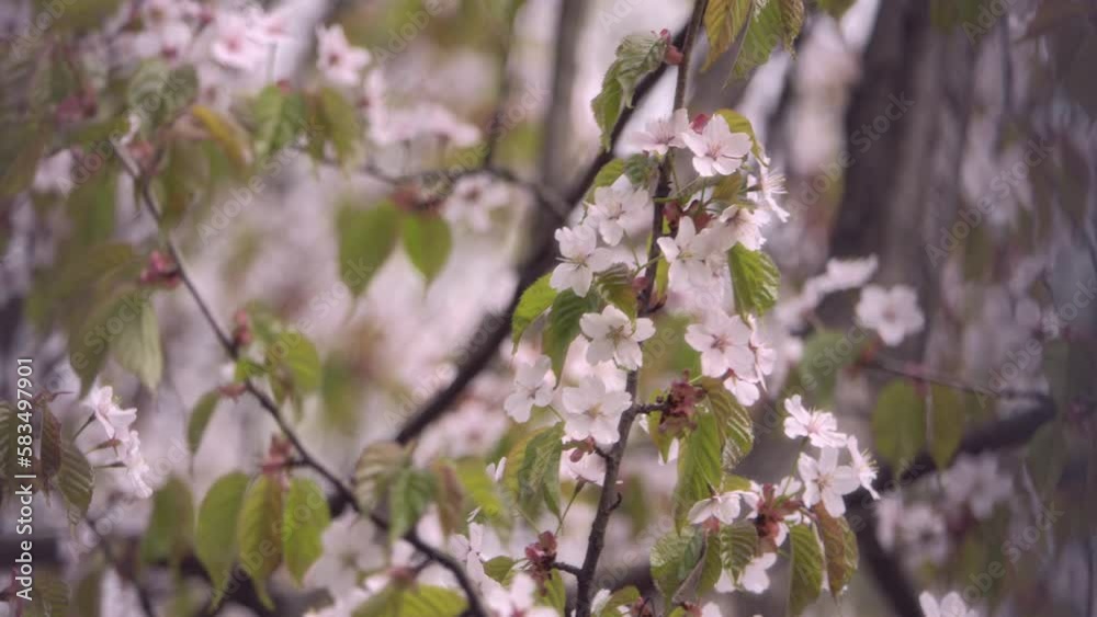 Cherry blossom in spring. Blooming pink flowers. Cherry blossom in spring. Blooming pink flowers.