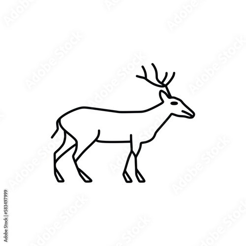 the deer walks on its thin legs