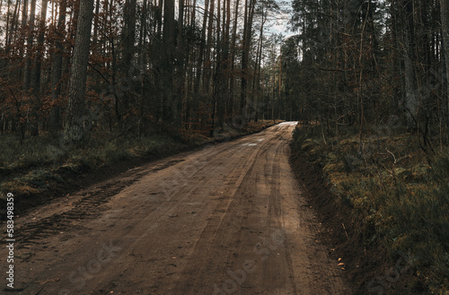 Winding forest gravel track in a moody day. European woods landscape.