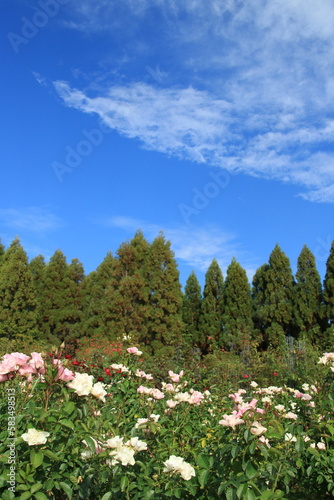 秋の青空と白い雲とバラ(兵庫県加東市：播磨中央公園)