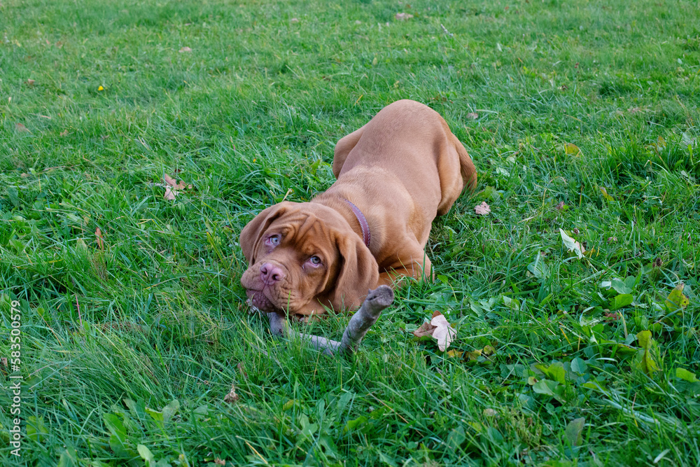 A puppy lying in the grass gnaws a stick. French Mastiff puppy chewing on a stick while changing milk teeth