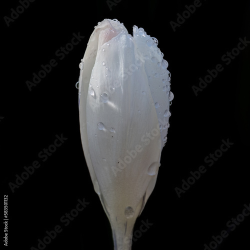 White Crocus floer with rain drops