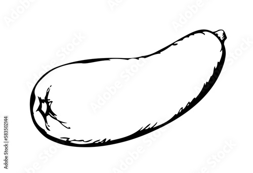 Zucchini gourd. Vector drawing icon