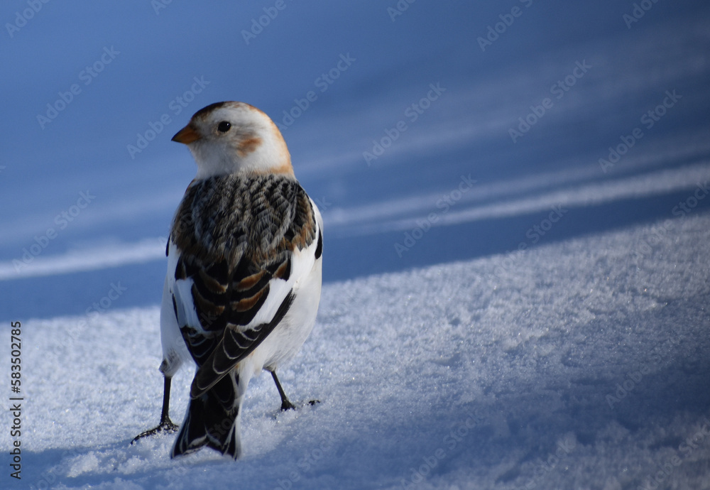 A snow sparrow in winter, Sainte-Apolline, Québec, Canada A snow sparrow in winter, Sainte-Apolline, Québec, Canada