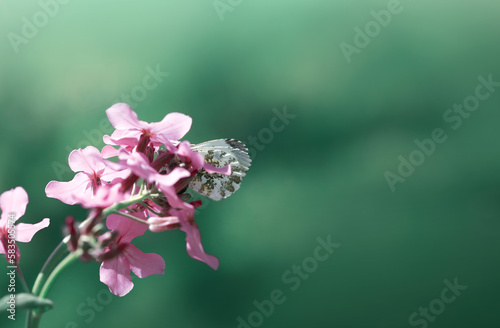 Butterfly flies over wild purple flowers in grass in rays of sunlight.