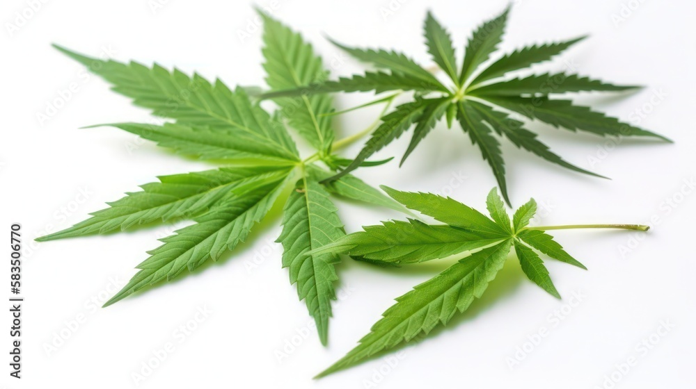 Canabis Leafs