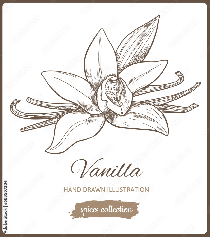 Fototapeta premium Hand drawn vanilla flower isolated on white background. Spice for sweets, coffee and bakery. Vector Illustration.