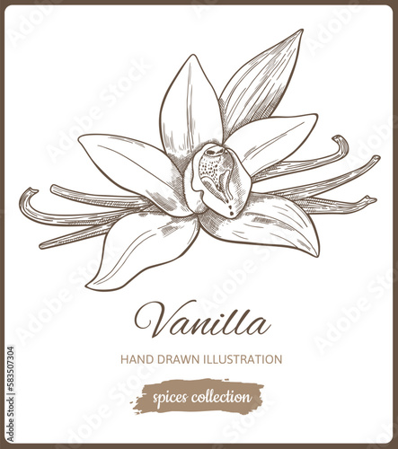 Hand drawn vanilla flower isolated on white background. Spice for sweets, coffee and bakery. Vector Illustration.