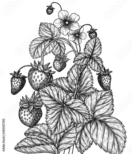 Vector illustration of a wild strawberry bush in engraving style.