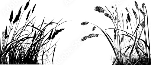 Image of a silhouette reed or bulrush on a white background.Monochrome image of a plant on the shore near a pond.