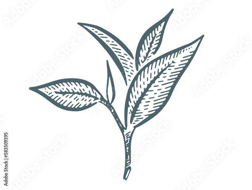 Green tea leaves. Hand drawn, vector.	
