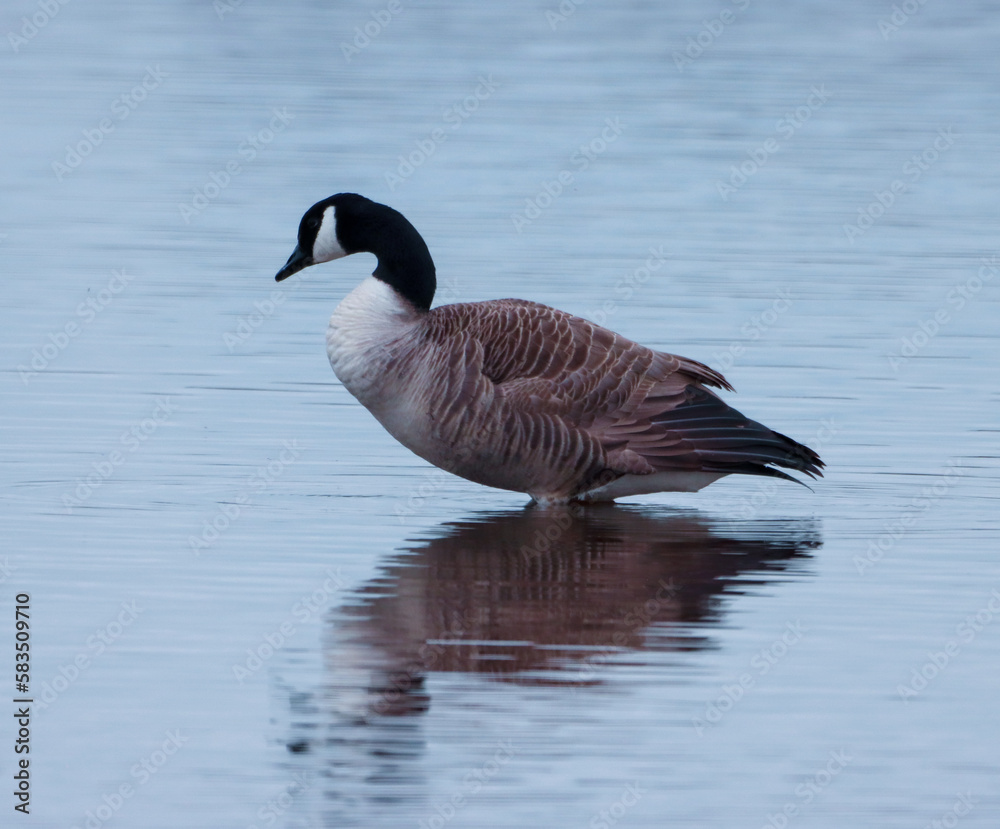 Obraz premium A beautiful animal portrait of a Goose.