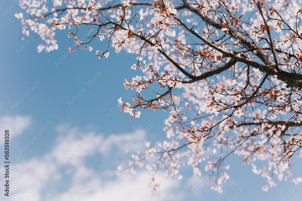 Beautiful peach branch with pink blossom in a blue sky. Spring background.