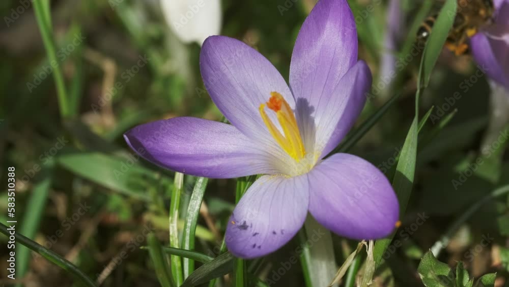 Springtime close-up view of violet crocuses and bee. Soft selective focus of flowering crocus flowers, 4k Springtime close-up view of violet crocuses and bee. Soft selective focus of flowering crocus flowers, 4k