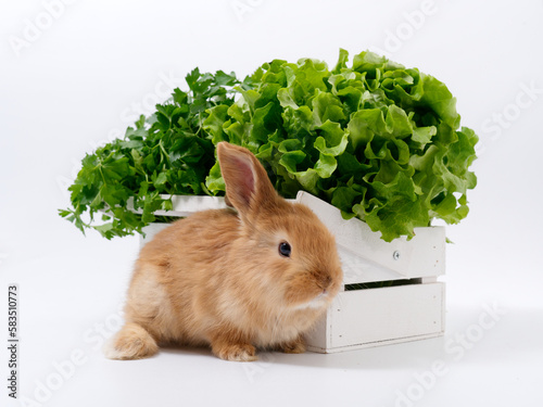 rabbits and fresh greens salad parsley carrot cabbage on a white background