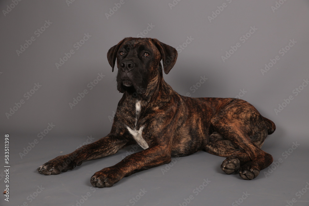 CHIEN cane corso bringer dans un studio photo CHIEN cane corso bringer dans un studio photo