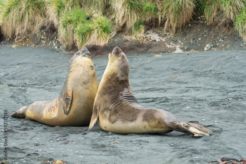 Elephant seals fighting on the beach