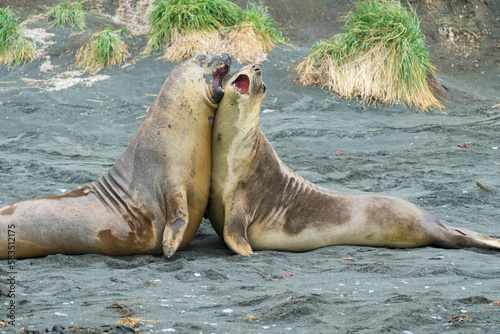 Elephant seals fighting on the beach