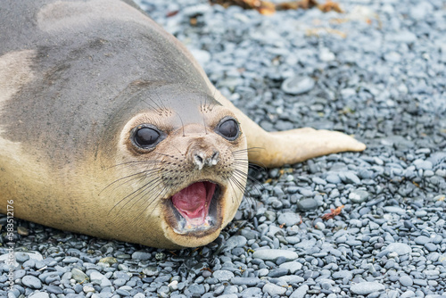 Elephant seals on the beach
