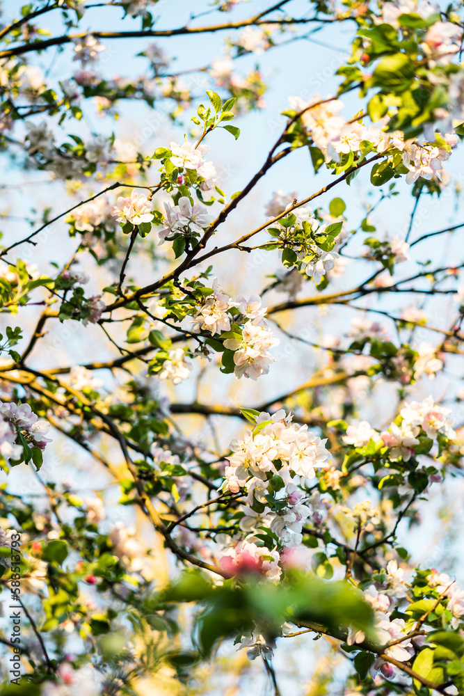 Beautiful Apple Tree Flowers Blossom Sunny Garden Spring Time Sunset Background Beautiful Apple Tree Flowers Blossom Sunny Garden Spring Time Sunset Background