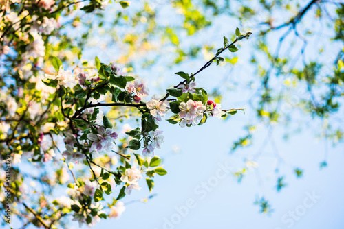 Beautiful Apple Tree Flowers Blossom Sunny Garden Spring Time Sunset Background