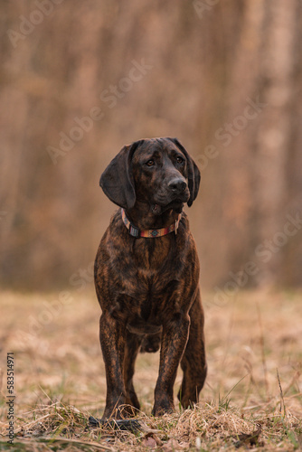 Hanover hound