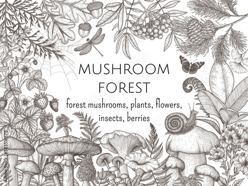 Vector forest frame with mushrooms, plants, insects, berries. Fly agaric, chanterelles, white mushroom, honey agaric, boletus, snail, strawberry, fern, butterflies, dragonfly, spruce