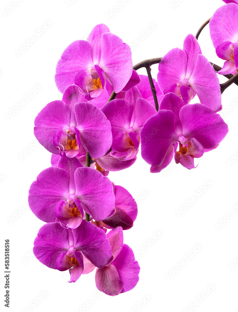 Naklejka premium A branch of a blooming lilac orchid. isolate on white background