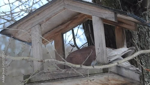 brown pigeon eating in the birdfeeder