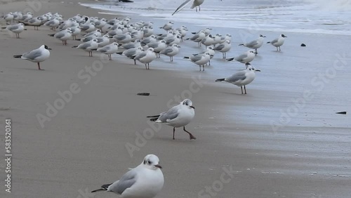 seagulls on the beach