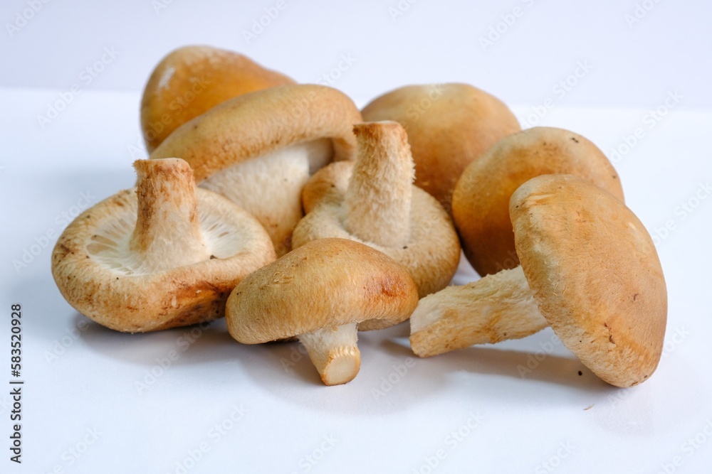Fototapeta premium しいたけ