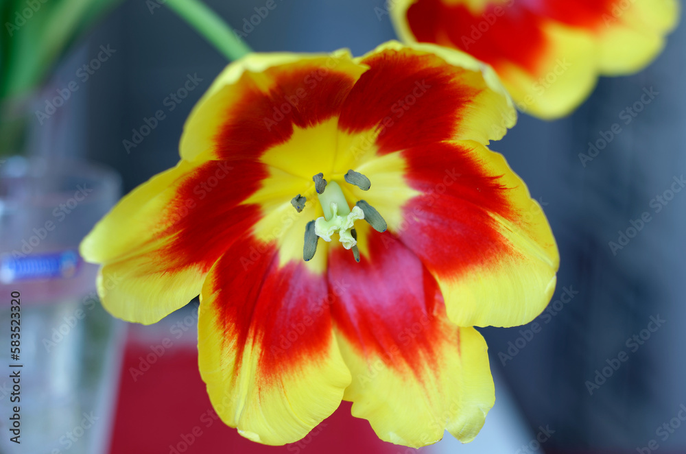 red yellow tulip red yellow tulip