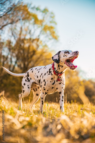 Low angle shot of a beautiful dalmatian dog walking and wandering around beautiful nature in sunset  wearing red collar. Dreamy dog photos.