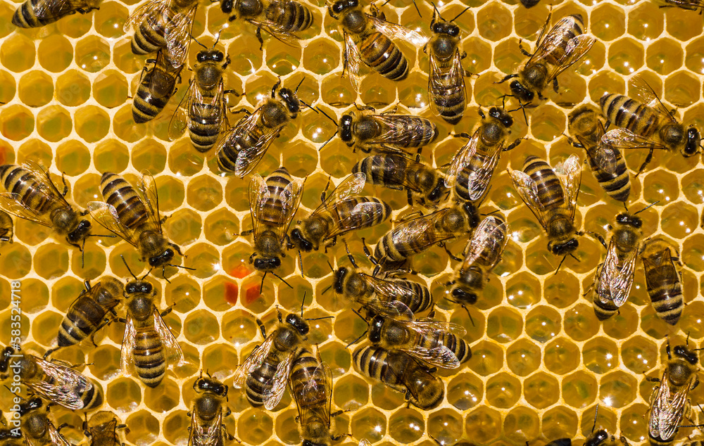 Process of converting nectar into honey is being carried out. Honey bees are covered in honeycombs. Process of converting nectar into honey is being carried out. Honey bees are covered in honeycombs.