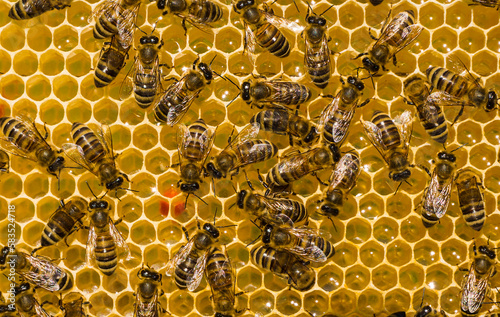 Process of converting nectar into honey is being carried out. Honey bees are covered in honeycombs.