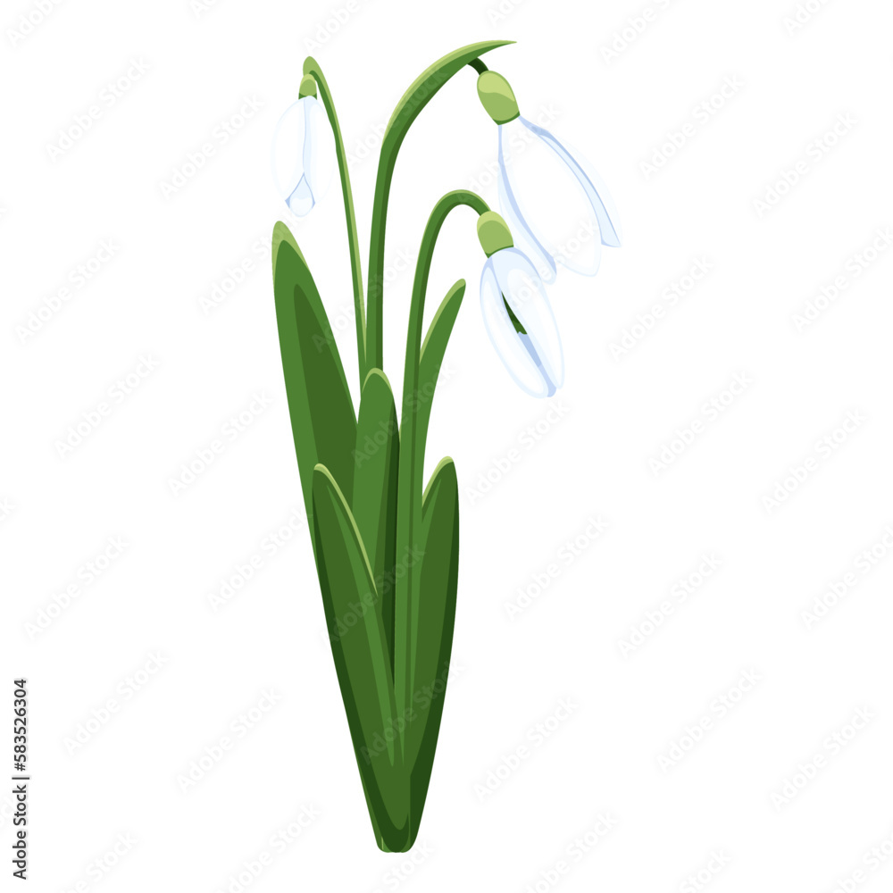 Beautiful vector snowdrops. First spring flowers. clipart. Delicate snowdrop flowers for your design Beautiful vector snowdrops. First spring flowers. clipart. Delicate snowdrop flowers for your design