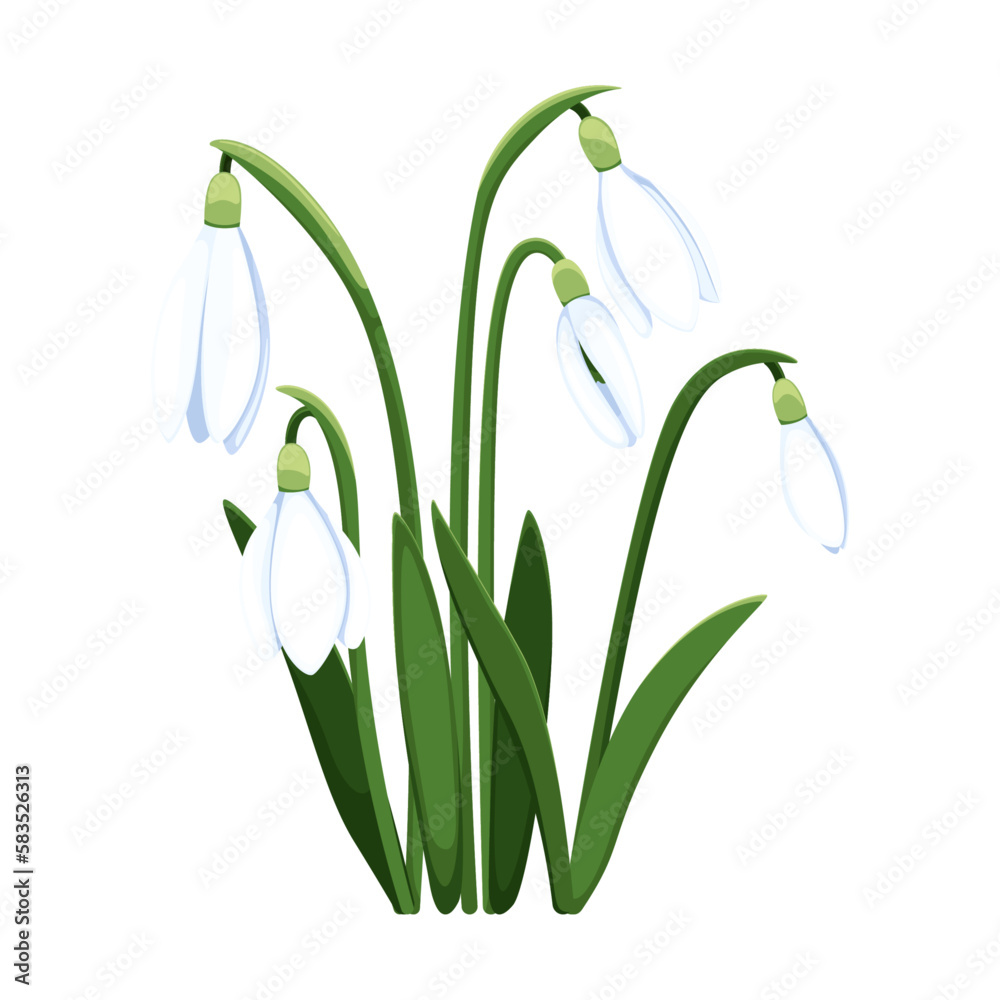 Beautiful vector snowdrops. First spring flowers. clipart. Delicate snowdrop flowers for your design Beautiful vector snowdrops. First spring flowers. clipart. Delicate snowdrop flowers for your design